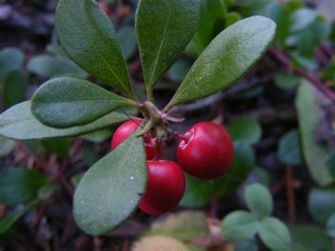 Uva ursina, foglie di uva ursina (arctostaphylus uva-ursi)